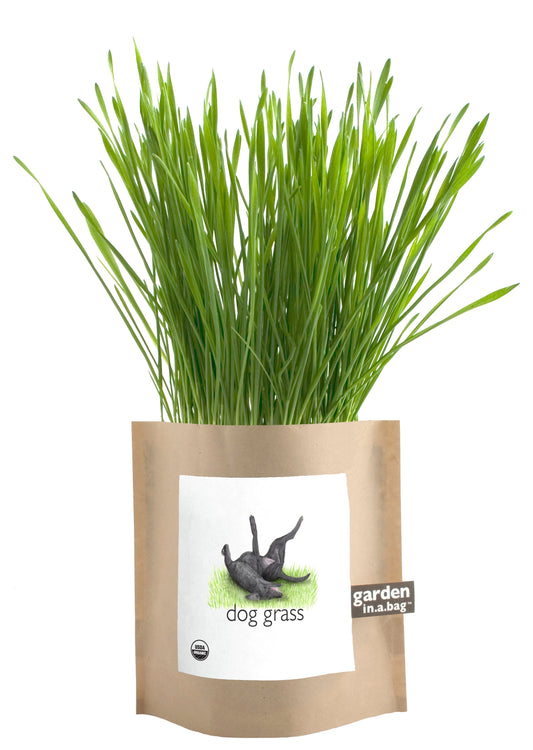 Garden-in-a-Bag Dog Grass