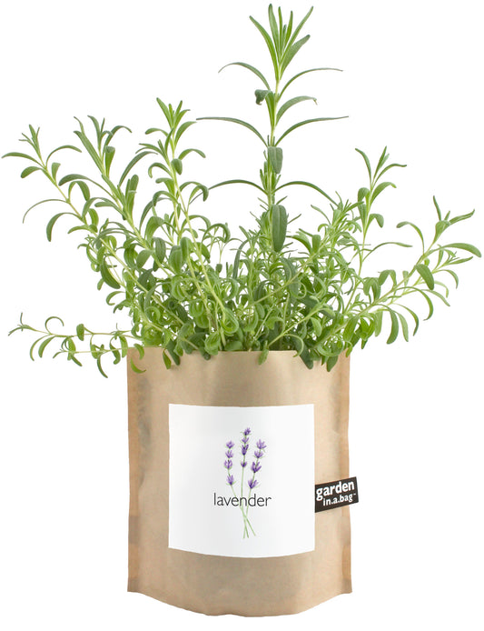 Garden-in-a-Bag Lavender